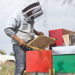 apiculteur lehr miel alsace